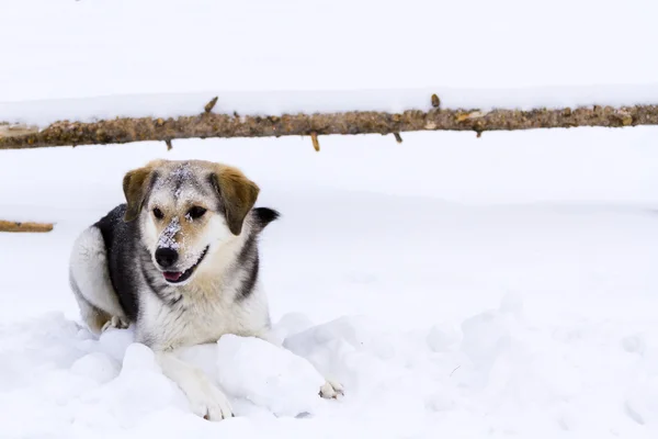 Ein junger Hund spielt im Schnee. — Stockfoto