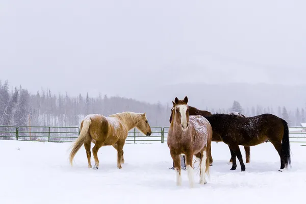 Paarden — Stockfoto