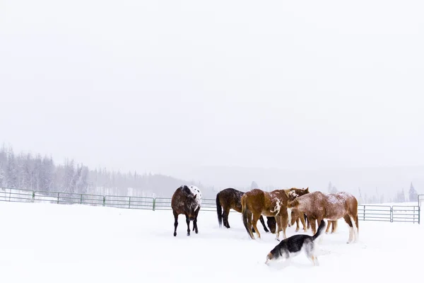 Cavalos — Fotografia de Stock