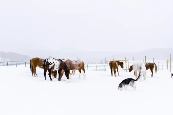 Cavalos — Fotografia de Stock