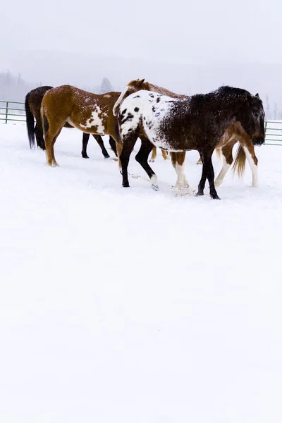 Cavalos — Fotografia de Stock