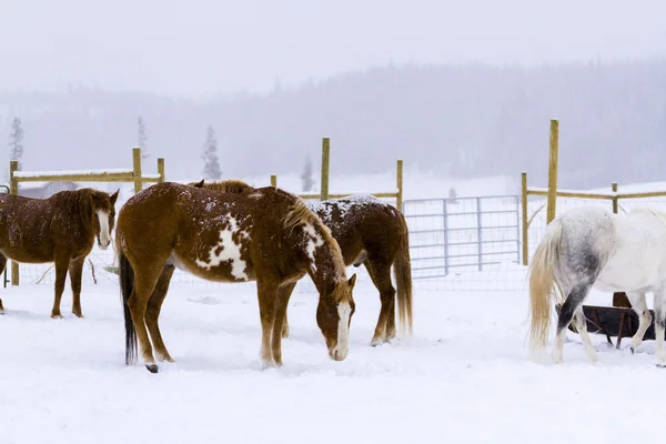 Paarden — Stockfoto