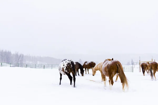 Cavalos — Fotografia de Stock