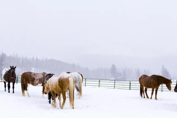 Paarden — Stockfoto