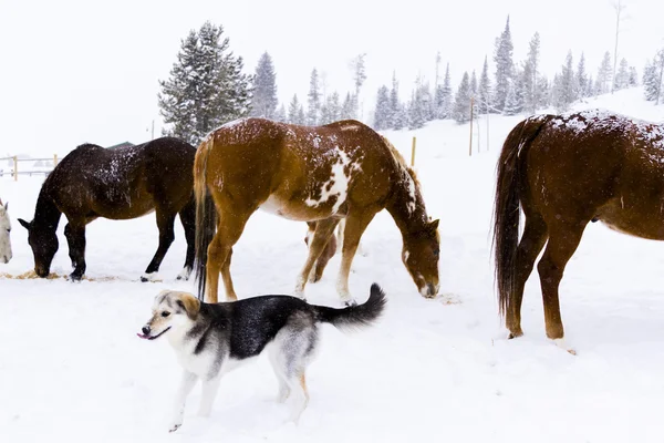 Caballos — Foto de Stock