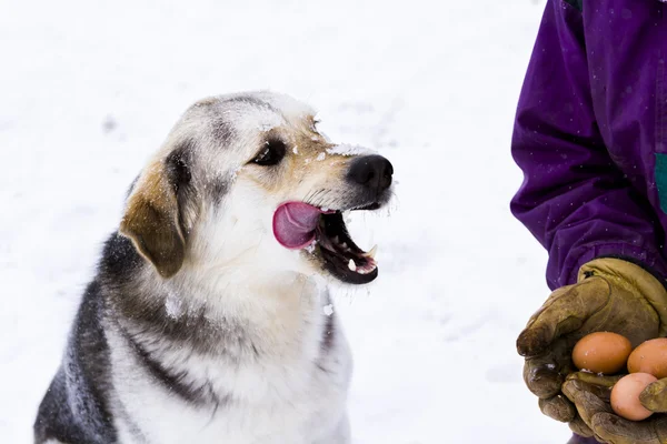 Ein junger Hund nascht an frischen Bauernhof-Eiern. — Stockfoto