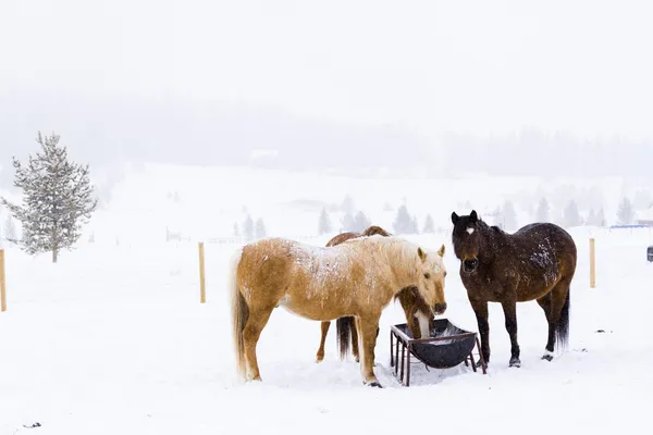 Paarden — Stockfoto