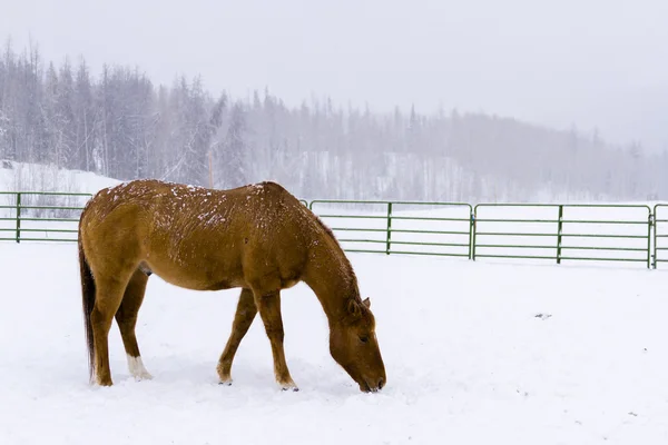 Paarden — Stockfoto