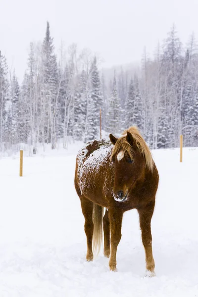 Paarden — Stockfoto