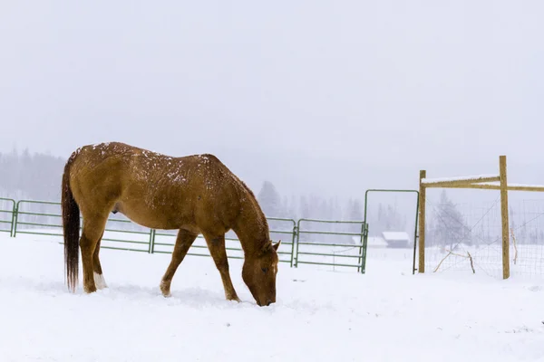 Paarden — Stockfoto