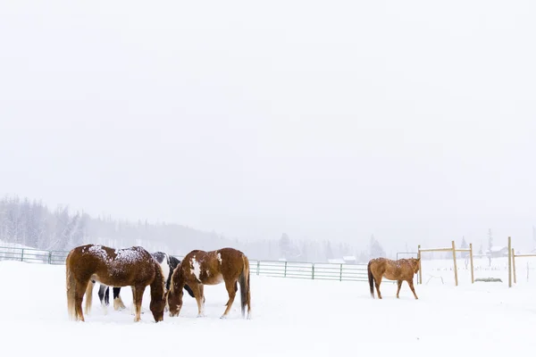 Cavalos — Fotografia de Stock