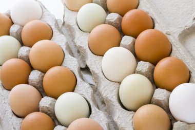 taze yumurta