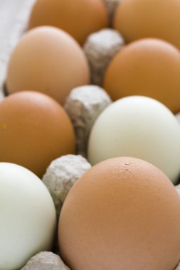 taze yumurta