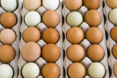taze yumurta