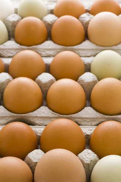 Verse eieren — Stockfoto