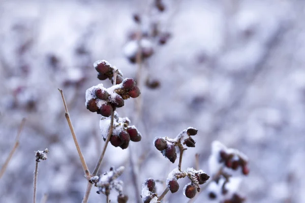 Scrub oak — Stock Photo, Image