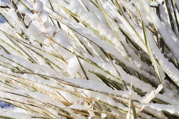 Yucca cactus — Stock Photo, Image