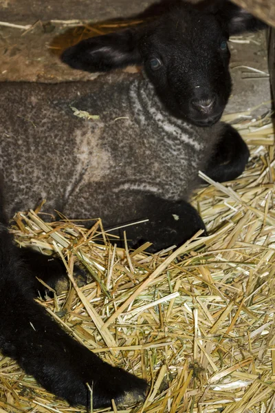 Newborn lamb — Stock Photo, Image