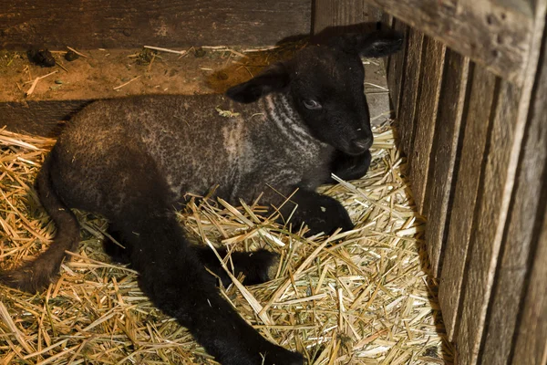 Newborn lamb — Stock Photo, Image