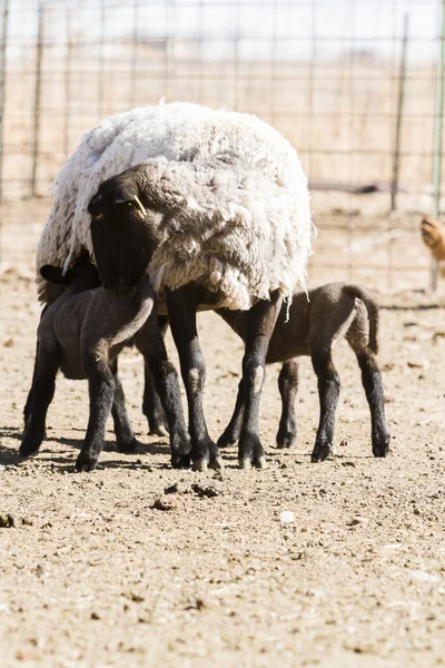 羔羊和母羊 — 图库照片