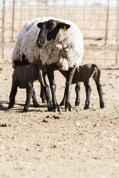Agnello e pecora — Foto Stock