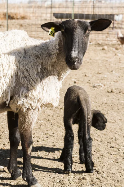 Kuzu ve koyun — Stok fotoğraf