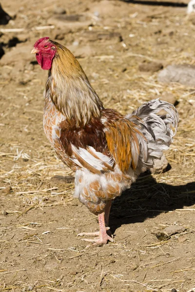 Serbest çiftlik tavukları — Stok fotoğraf