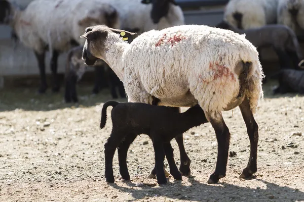 Kuzu ve koyun — Stok fotoğraf