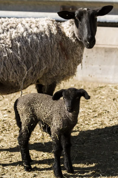 Lamb and ewe — Stock Photo, Image