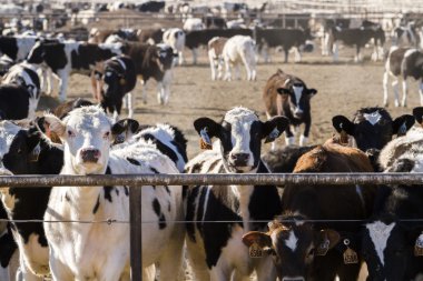 Açık feedlot sığır