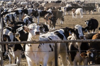 Açık feedlot sığır