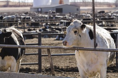 Açık feedlot sığır
