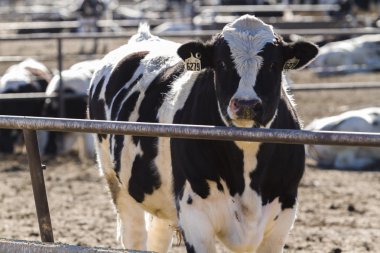 Açık feedlot sığır
