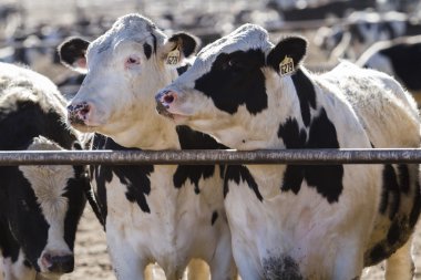 Açık feedlot sığır