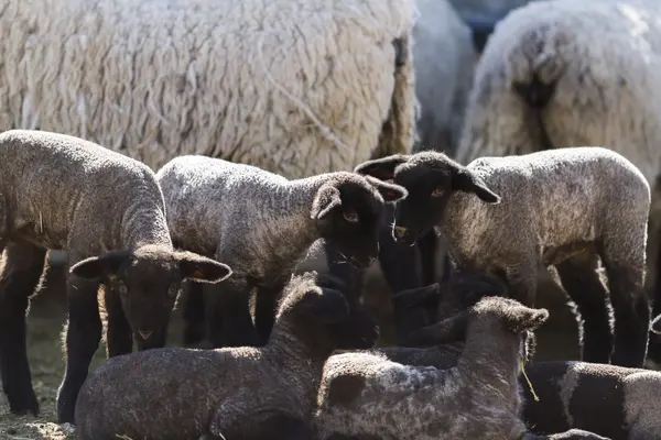 Lamb and ewe — Stock Photo, Image