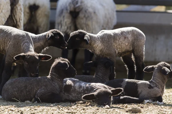 羔羊和母羊 — 图库照片