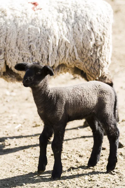 Lamb and ewe — Stock Photo, Image