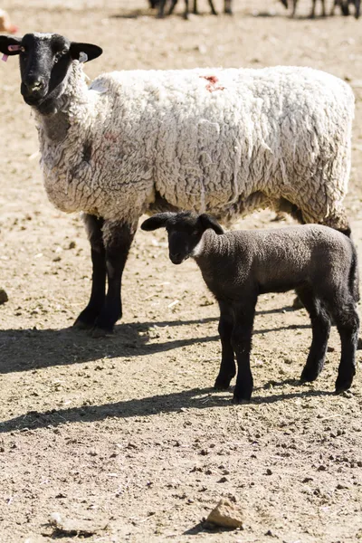 Lamb and ewe — Stock Photo, Image