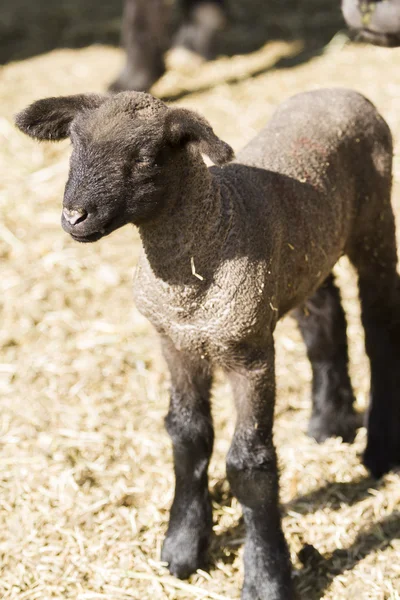 Young lamb — Stock Photo, Image