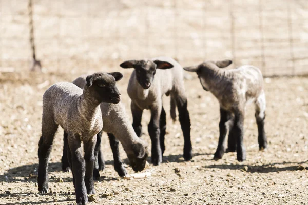 Cordero y oveja — Foto de Stock