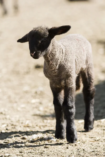 Young lamb — Stock Photo, Image