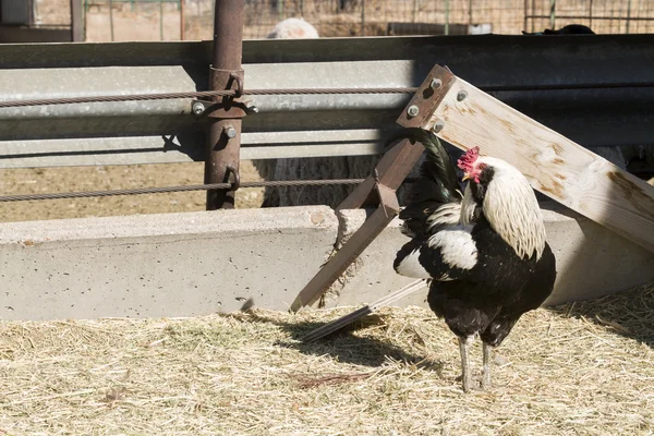 Pollos de campo libre — Foto de Stock