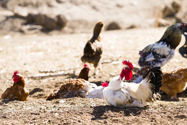 Pollos de campo libre — Foto de Stock