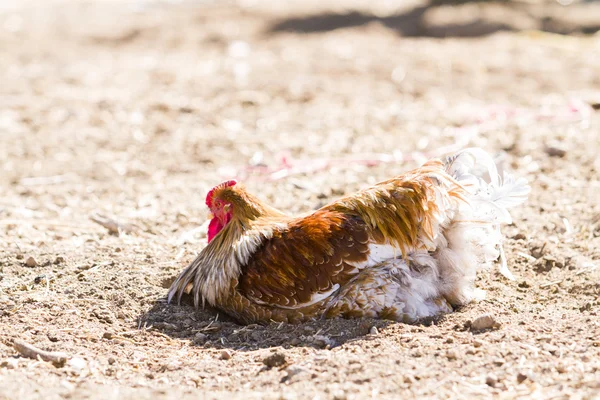 Pollos de campo libre — Foto de Stock