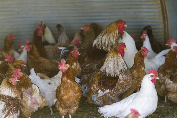 Pollos de campo libre — Foto de Stock