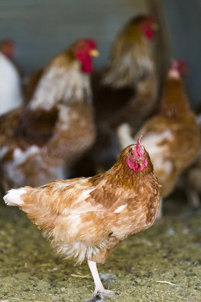 Serbest çiftlik tavukları — Stok fotoğraf