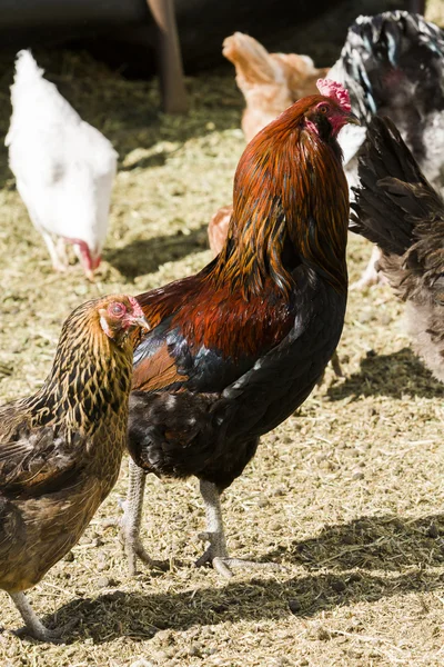 Free range chickens — Stock Photo, Image