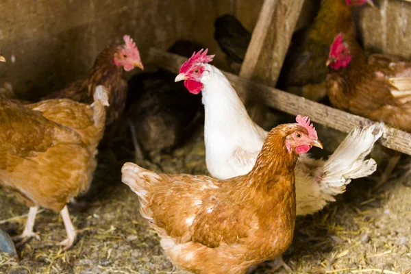 Szabadtartású csirkék — Stock Fotó