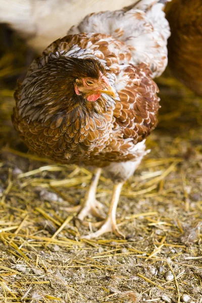 Pollos de campo libre — Foto de Stock