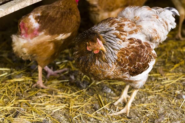 Pollos de campo libre — Foto de Stock
